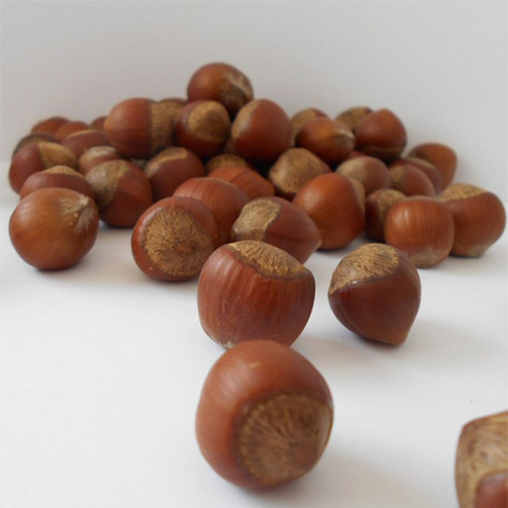 Aveleira Rode Zellernoot