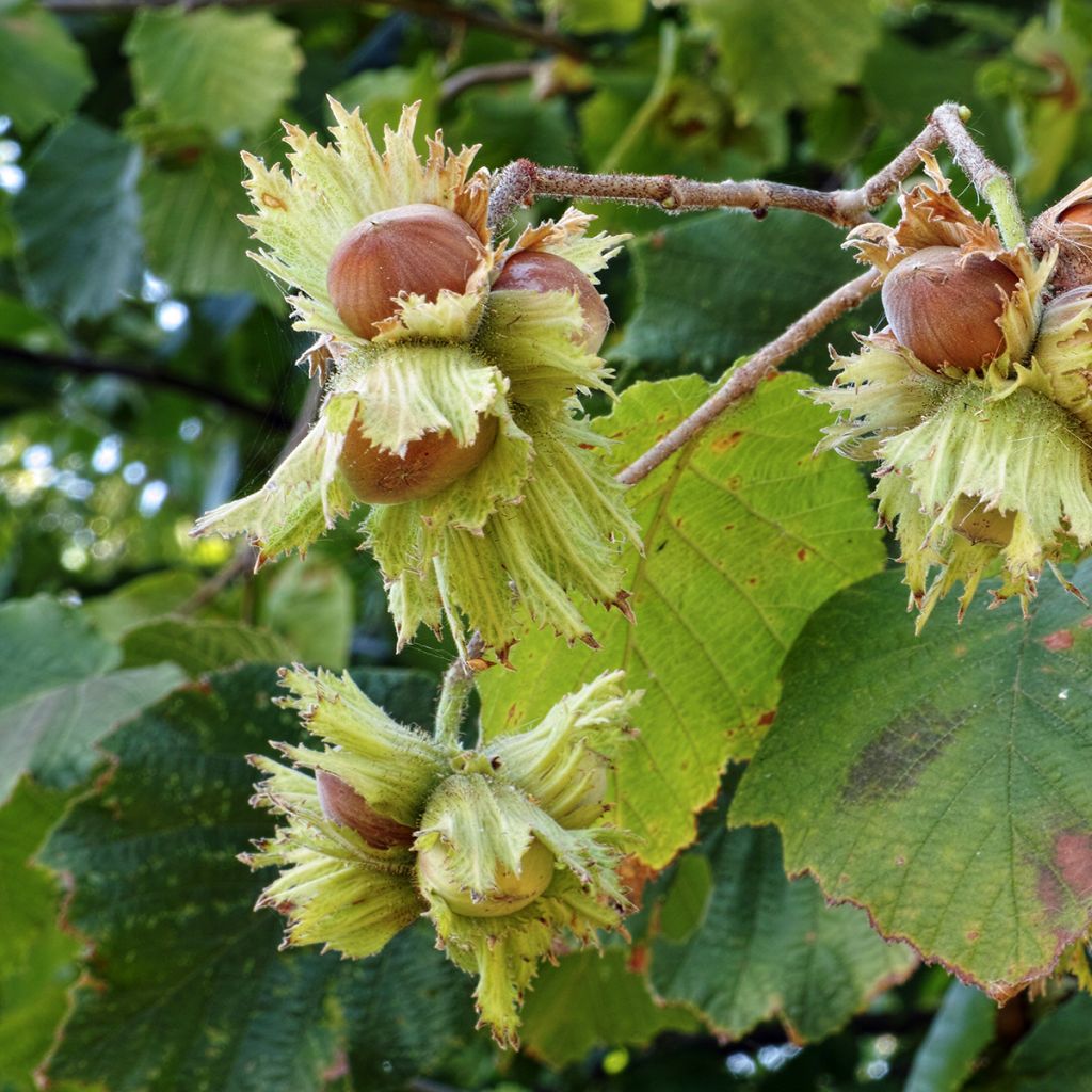 Aveleira Tonda Gentile Romana - Corylus avellana