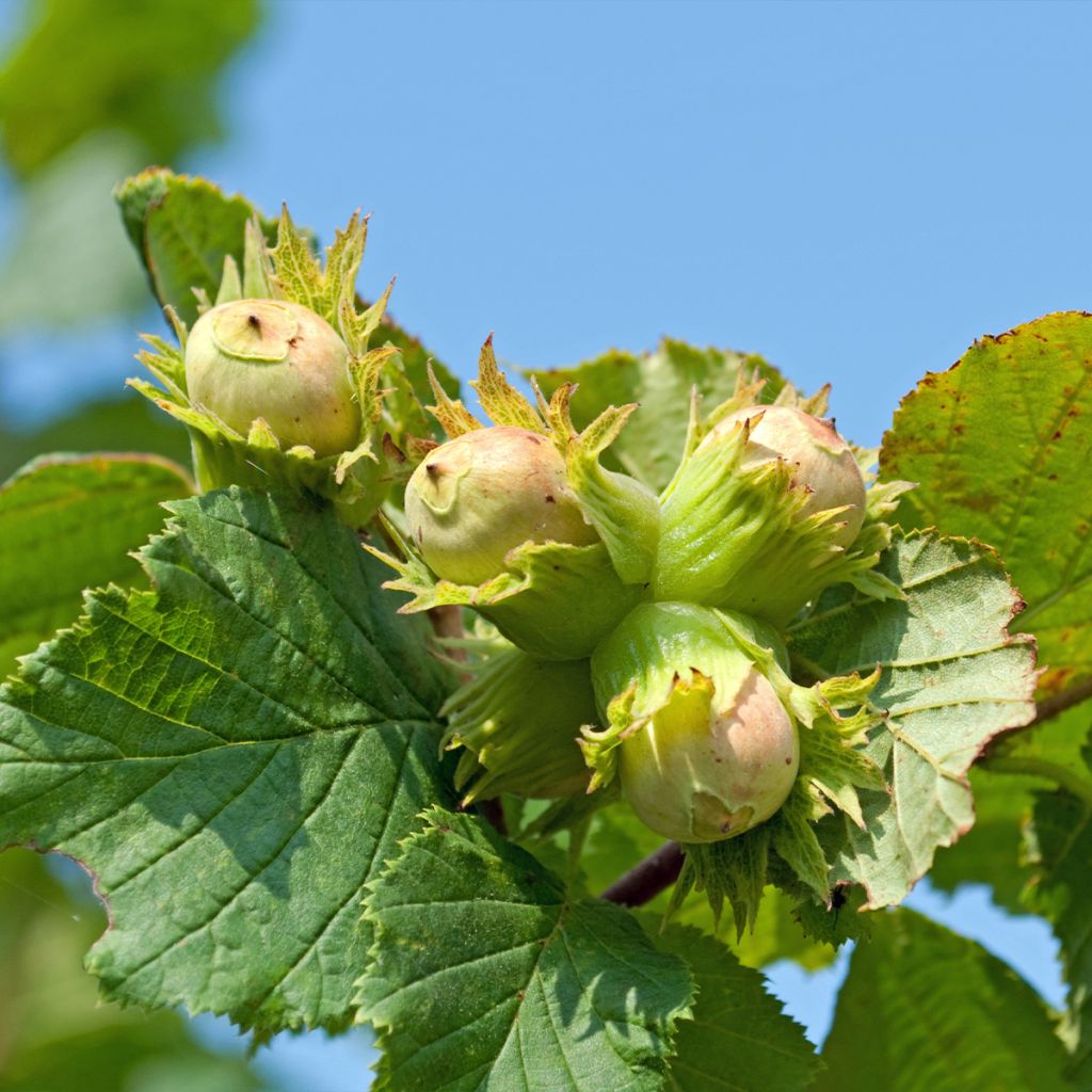 Aveleira Longa de Espanha - Corylus avellana