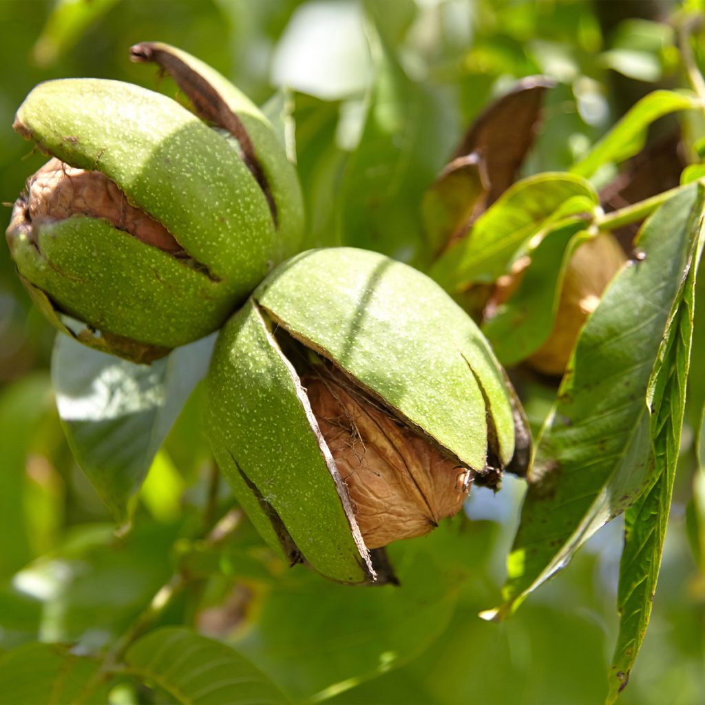Noyer commun Corne - Corne du Périgord - Juglans regia