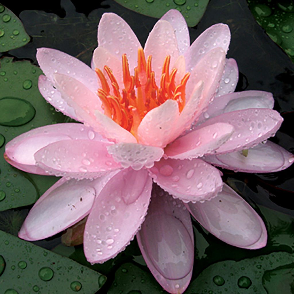 Nenúfar Eugenia de Lande