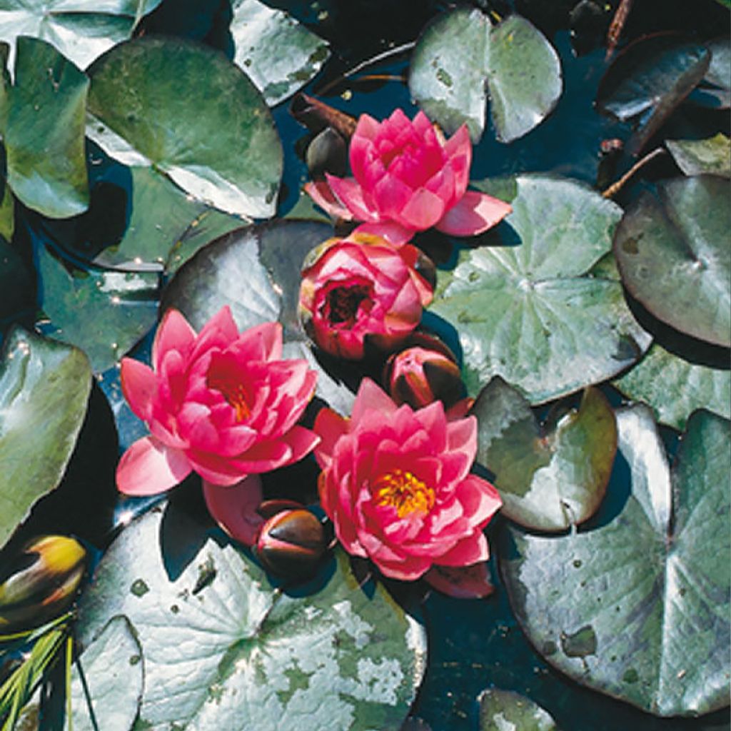 Nenúfar James Brydon