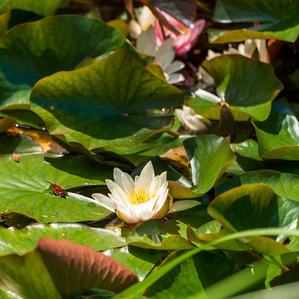 Nenúfar Marliacea Albida