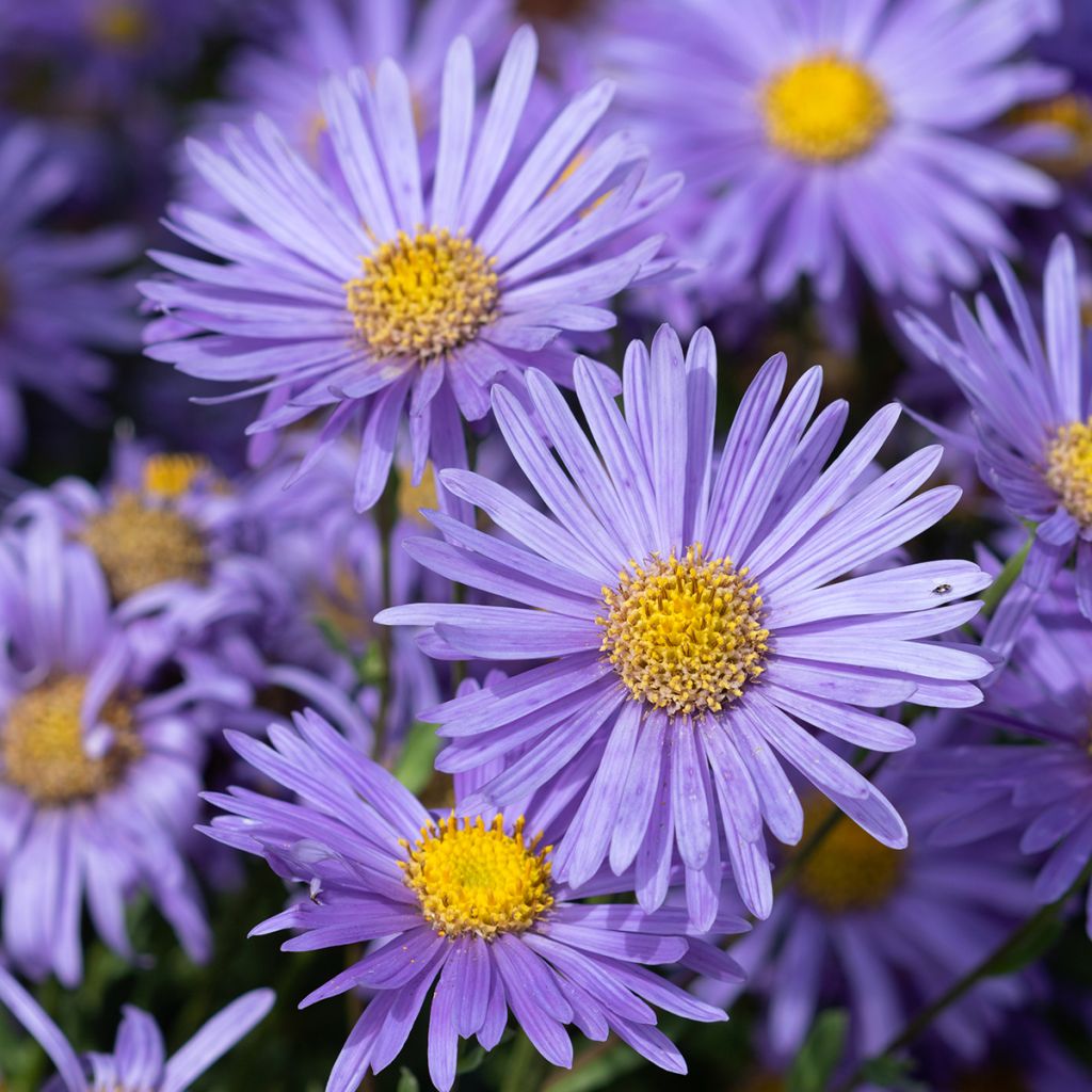 Aster amellus Grunder - Olho-de-cristo