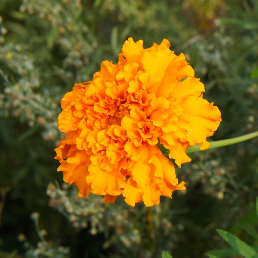 Cravo-túnico Bonanza Orange - Tagetes patula