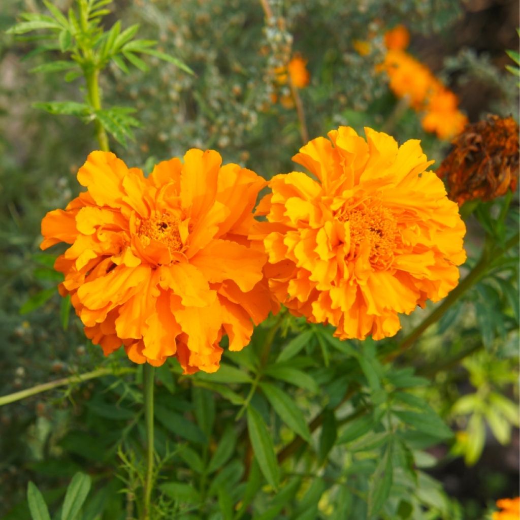 Cravo-túnico Bonanza Orange - Tagetes patula
