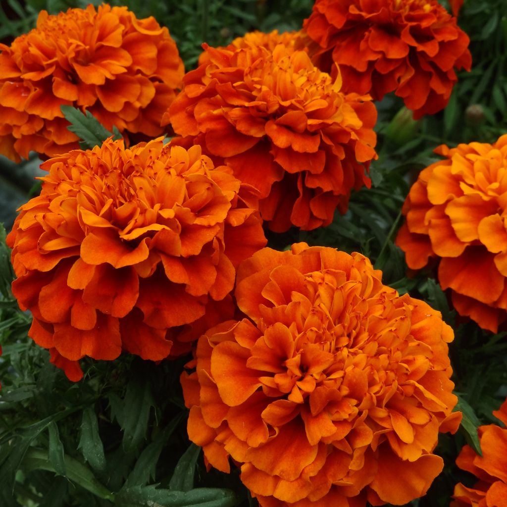 Cravo-túnico Fireball - Tagetes patula x erecta