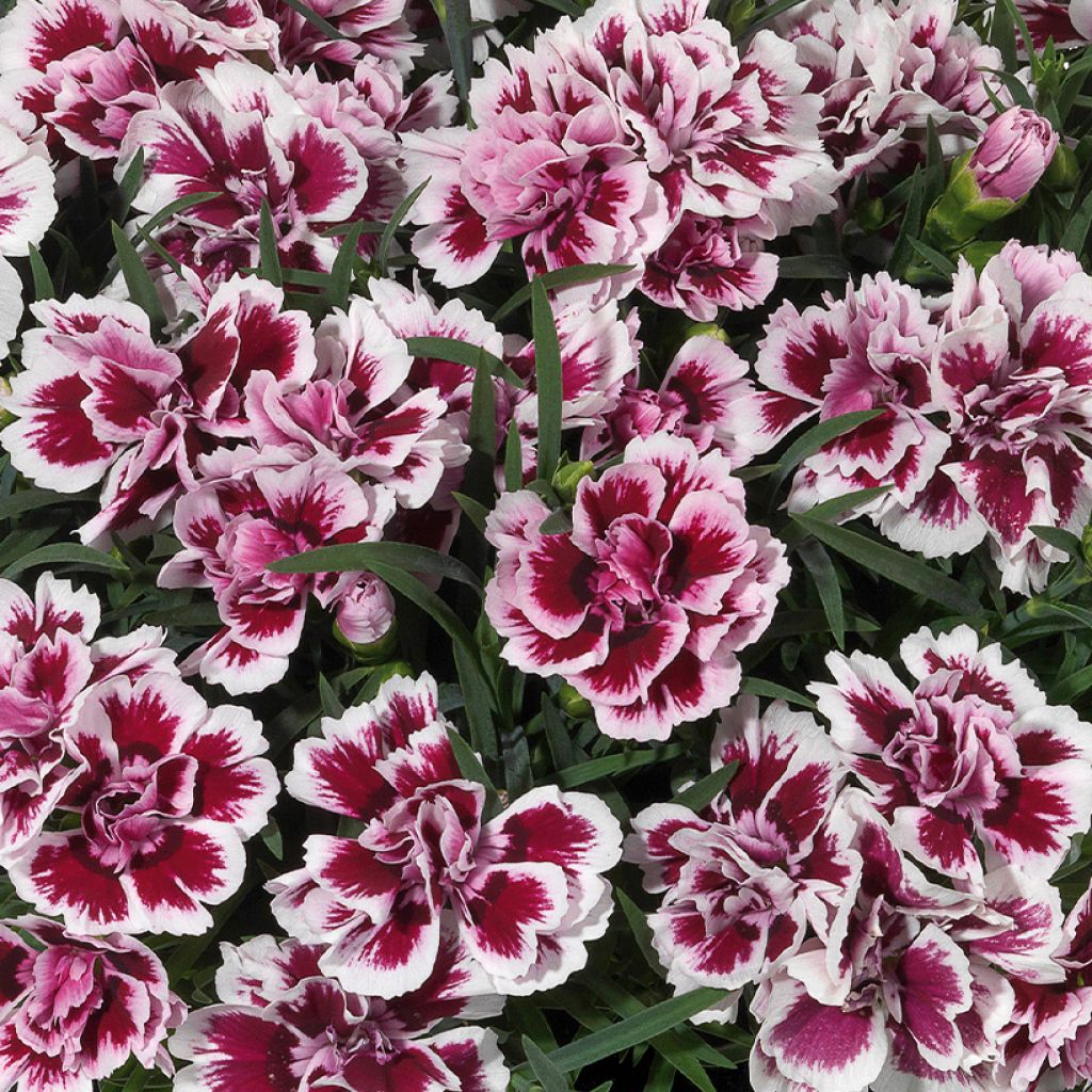 Dianthus barbatus perene Duplo Sunflor Red Esta