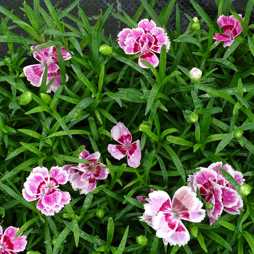 Dianthus barbatus perene Duplo Sunflor Red Esta