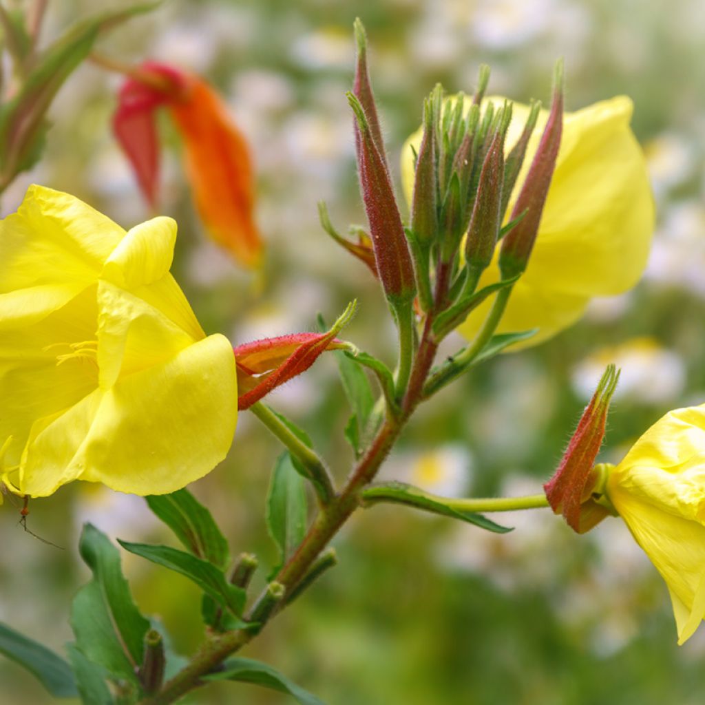 Oenothera glazioviana