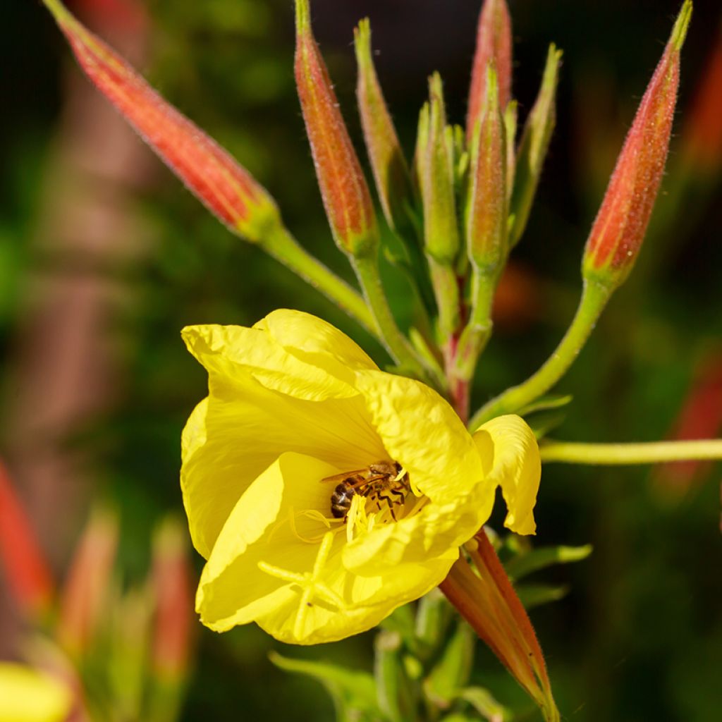 Oenothera glazioviana