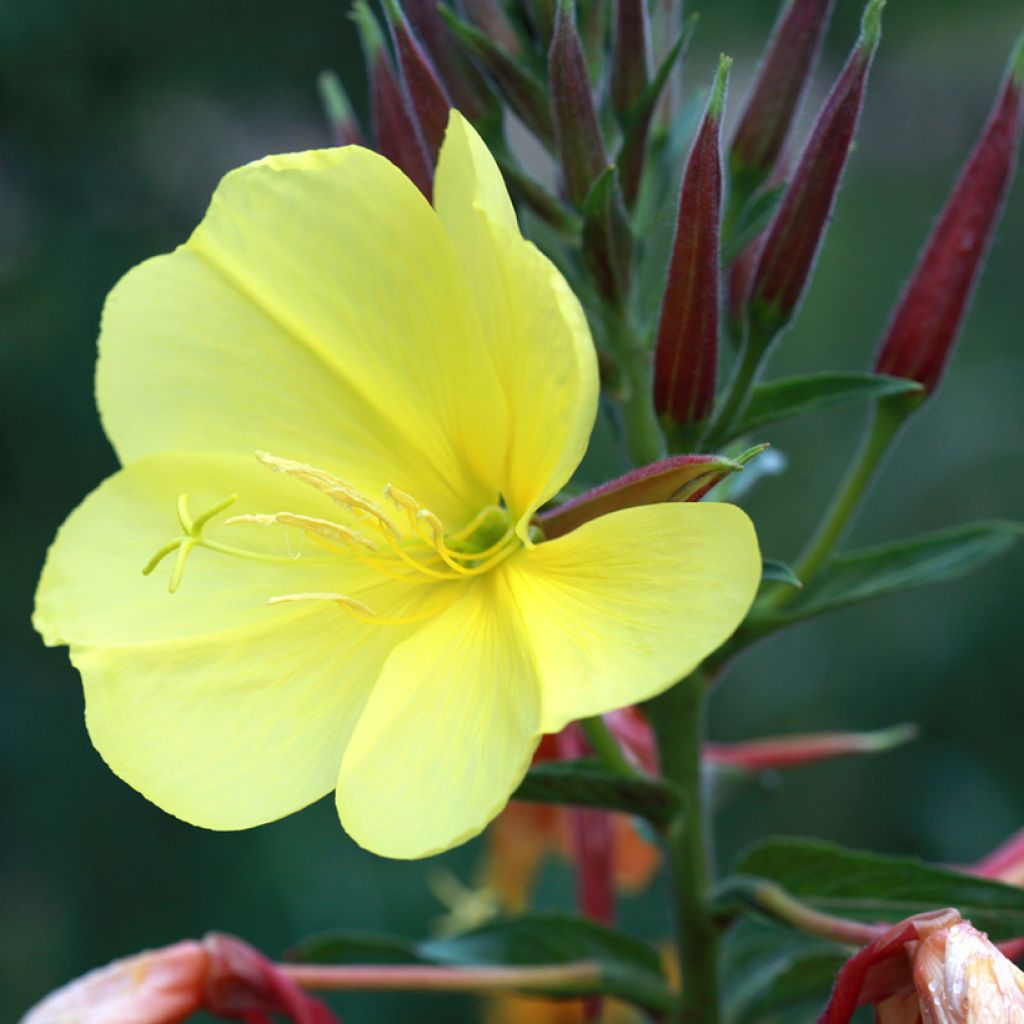 Oenothera glazioviana