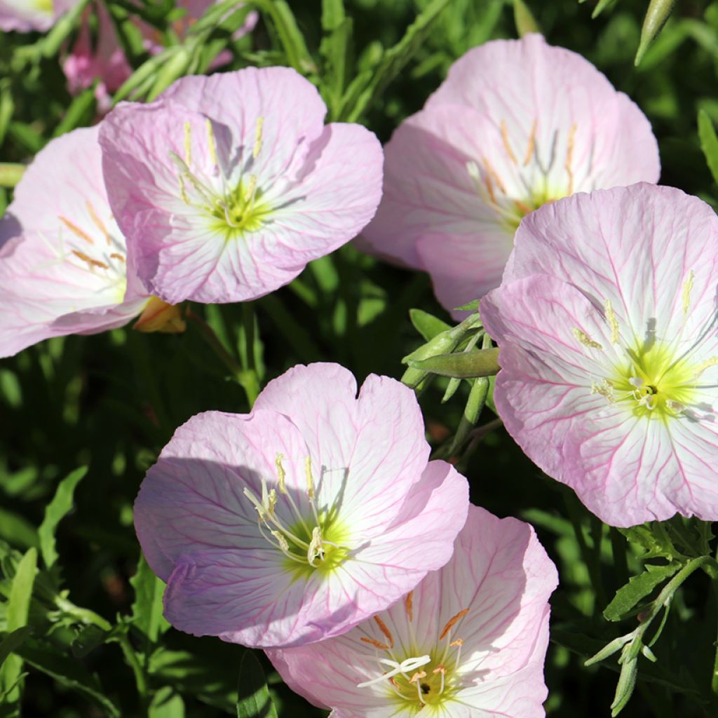 Oenothera speciosa Siskiyou