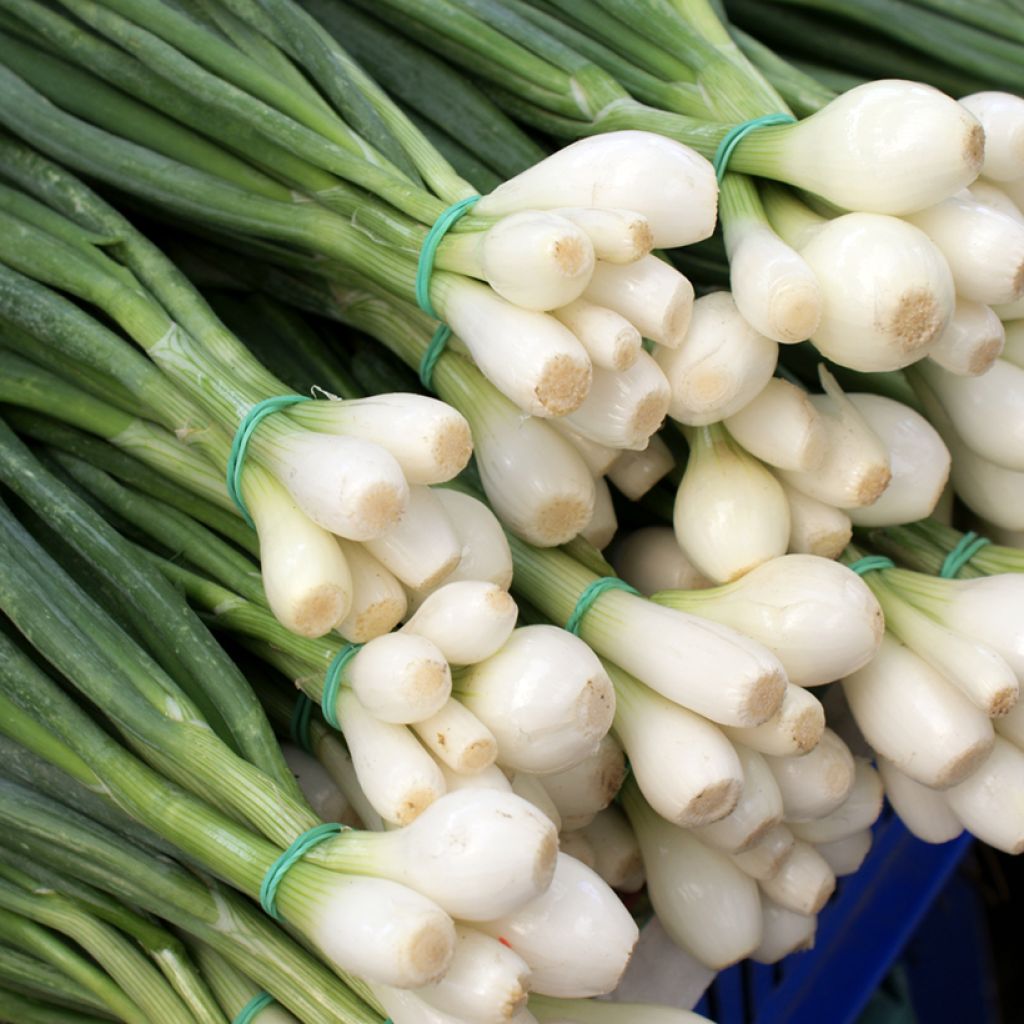 Cebola Branca de Lisboa