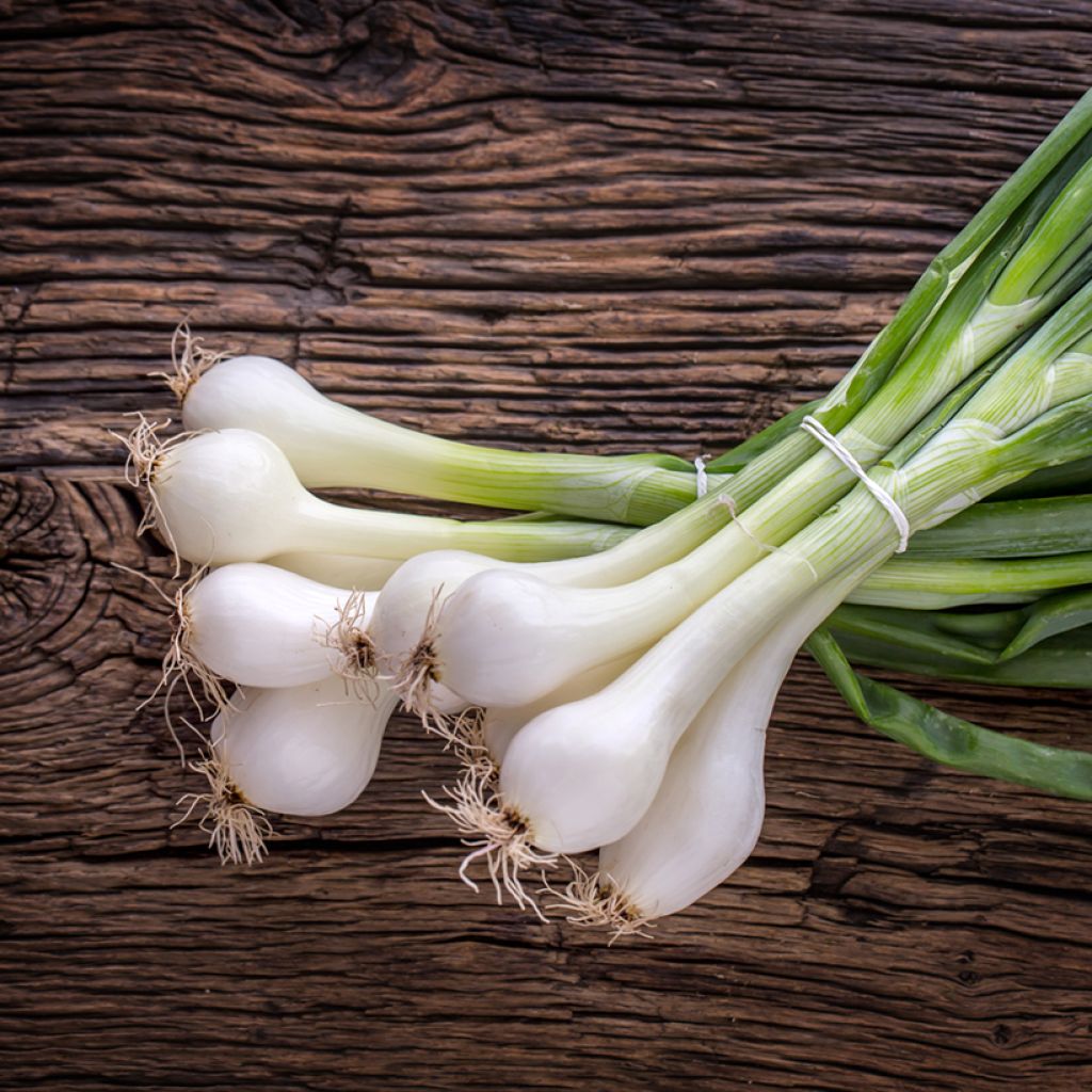 Cebola branca de Paris Silverskin