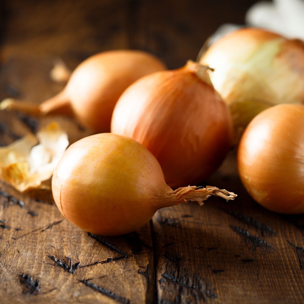 Cebola Amarela de Mulhouse tipo Auxonne