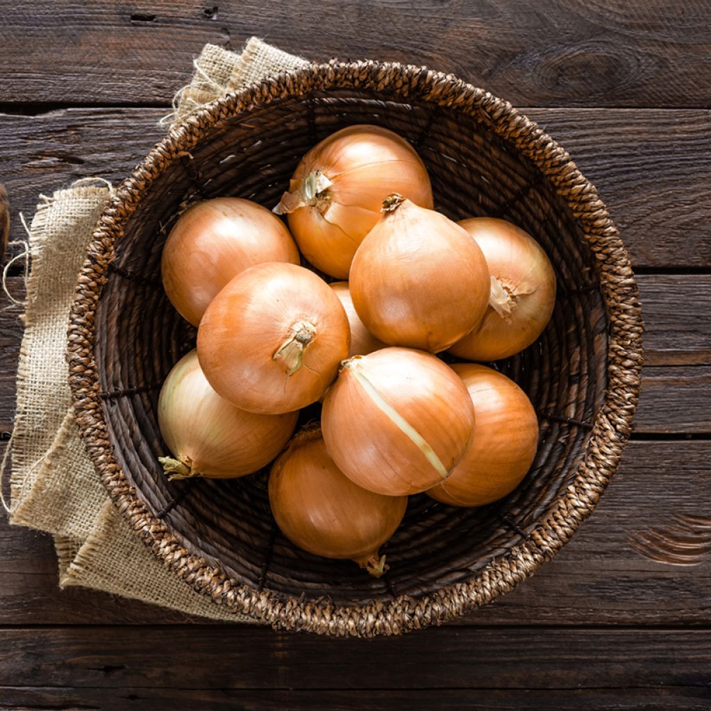 Cebola Santero F1 tipo Rijnsburger