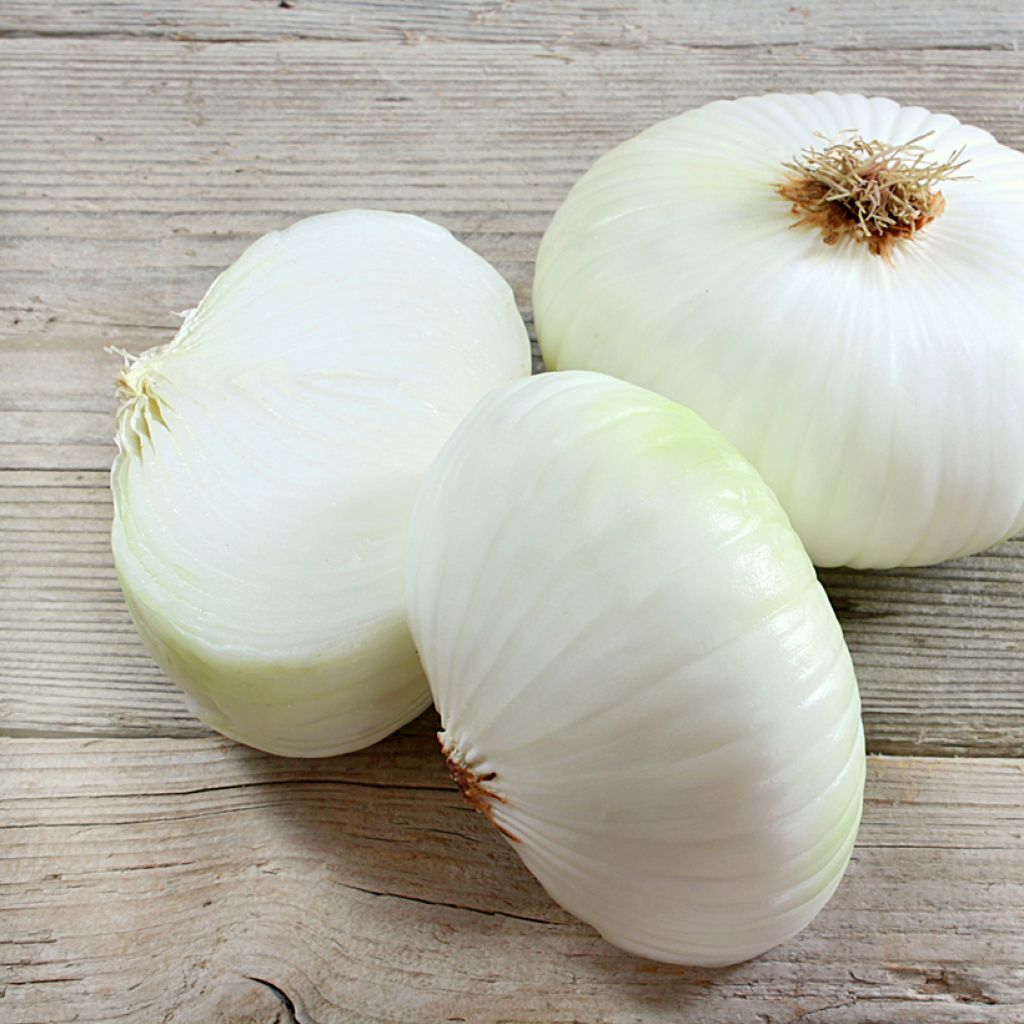 Cebola Branca Prompto F1 Vilmorin