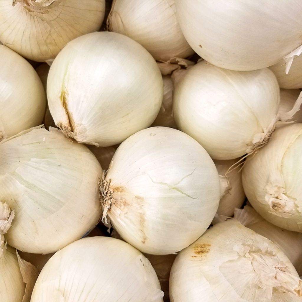 Cebola branca Tonda Musona