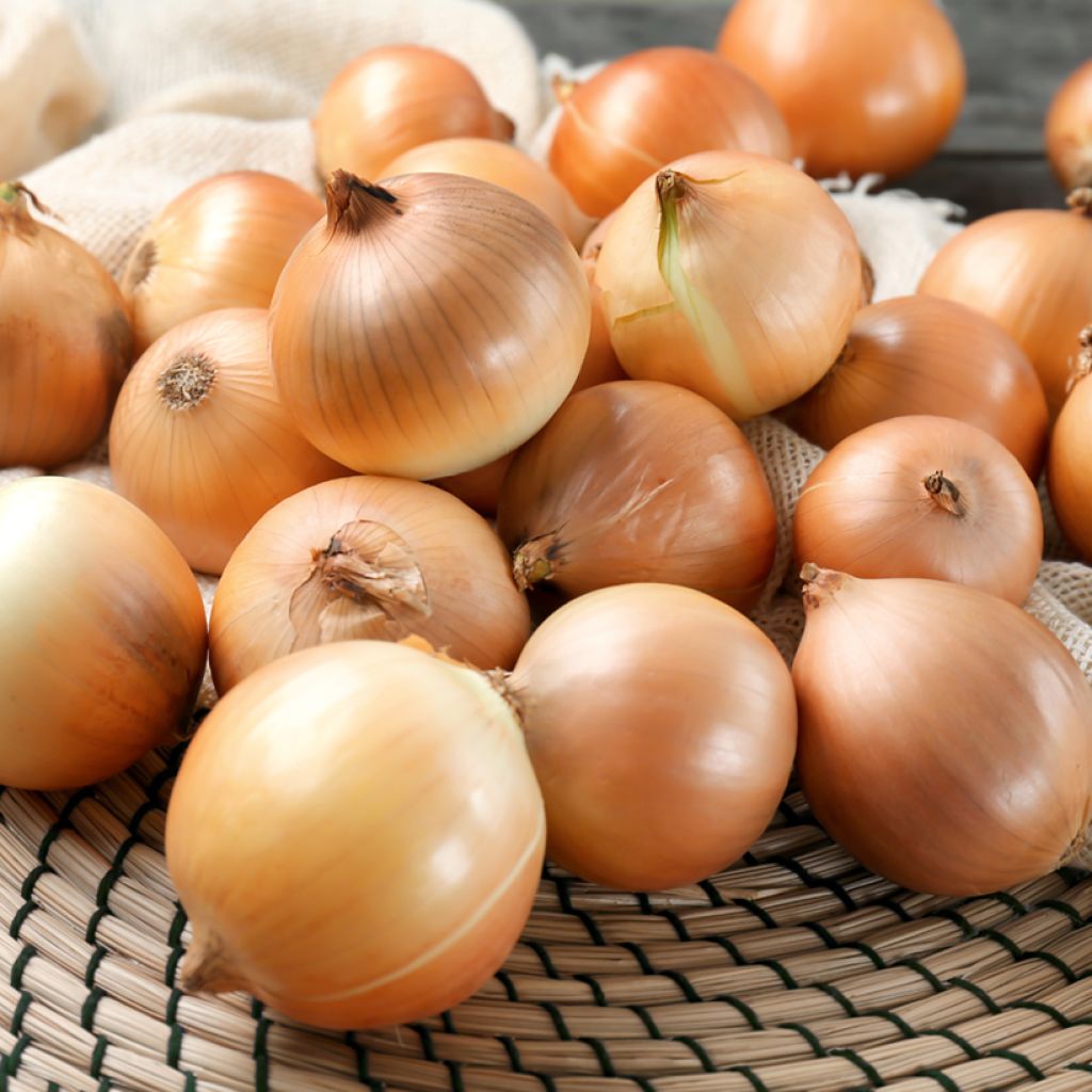 Cebola Amarela Lorenzos (Criação Vilmorin) Vilmorin