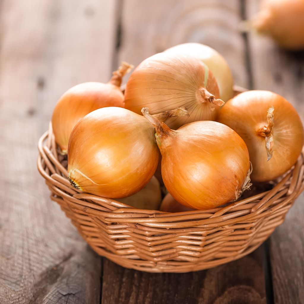 Cebola Amarela Ramata di Milano