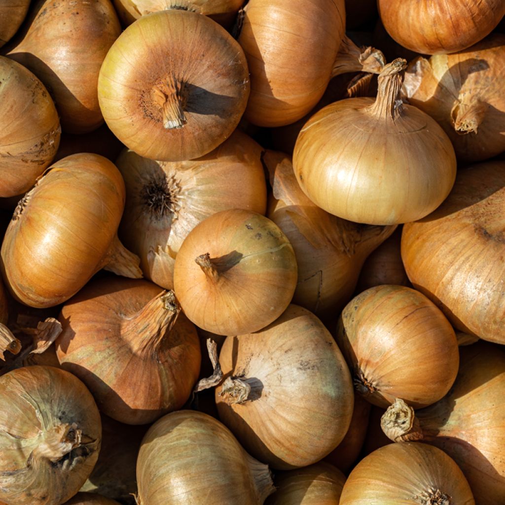 Cebola vermelha Pâle de Niort Vilmorin
