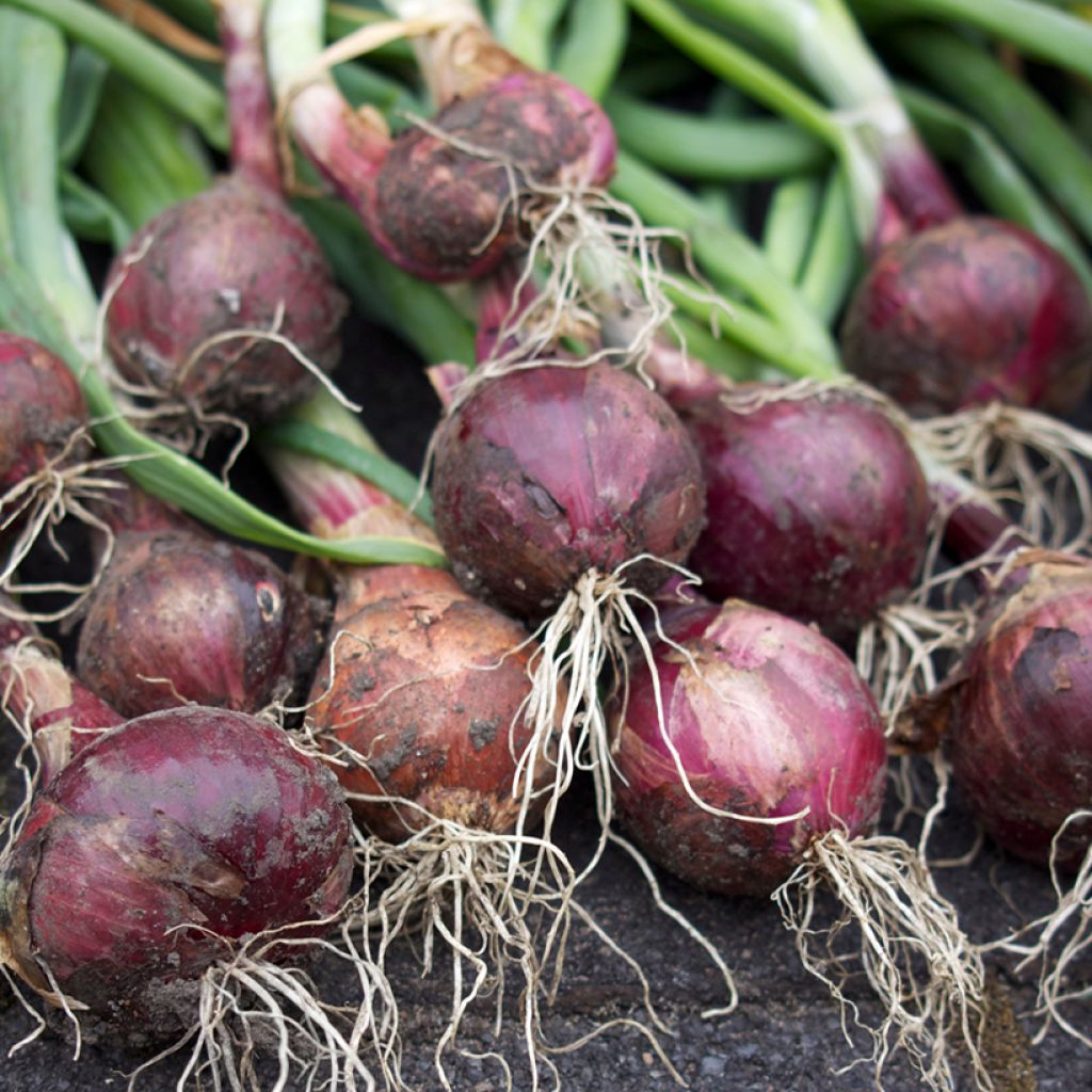 Cebola vermelha Red Baron F1