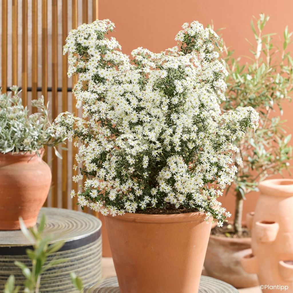 Olearia phlogopappa Spring Bling