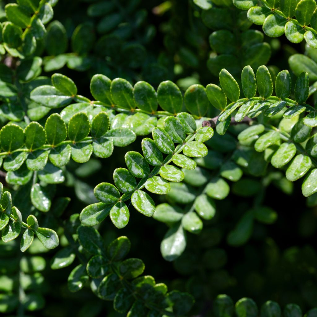 Operculicarya decaryi