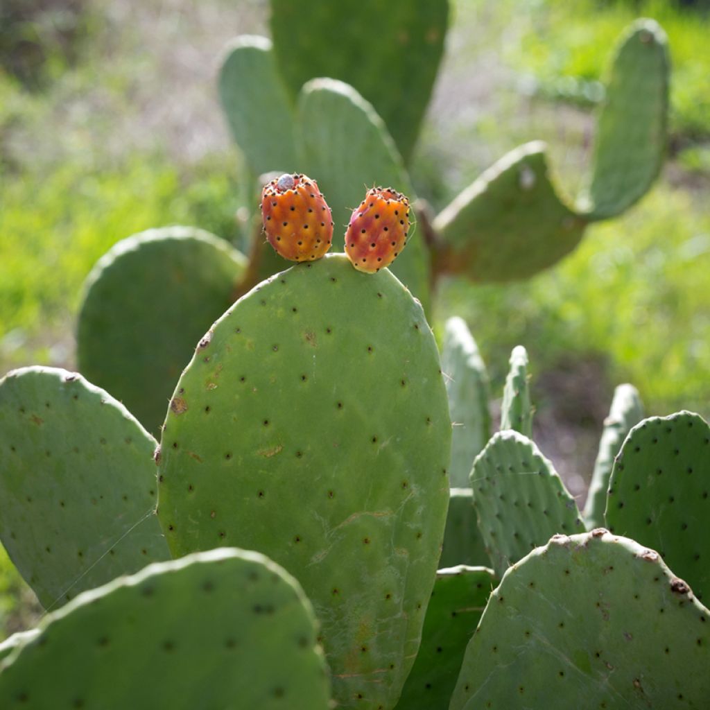 Opuntia aciculata - Cacto-orelha-de-coelho