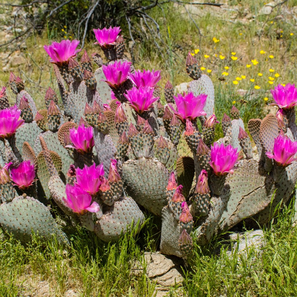 Opuntia basilaris