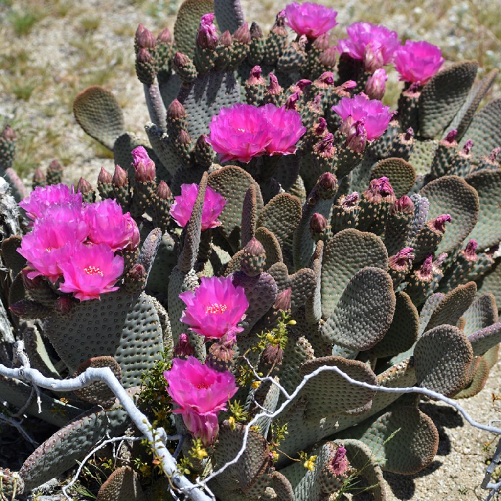 Opuntia basilaris