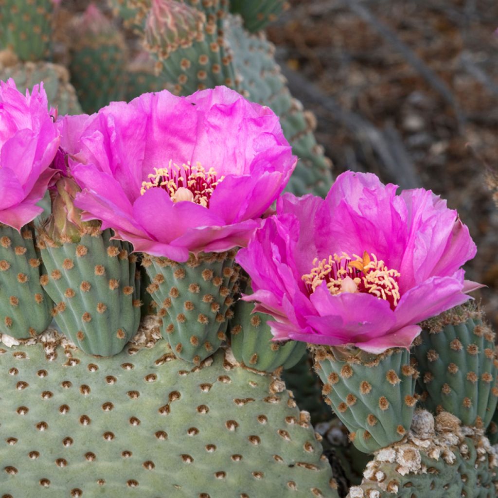 Opuntia basilaris