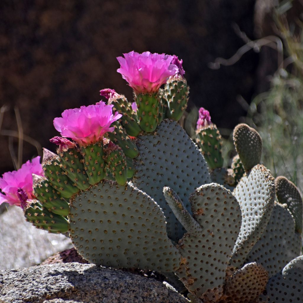 Opuntia basilaris