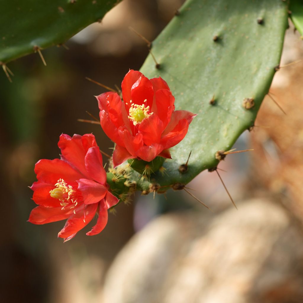 Opuntia bergeriana