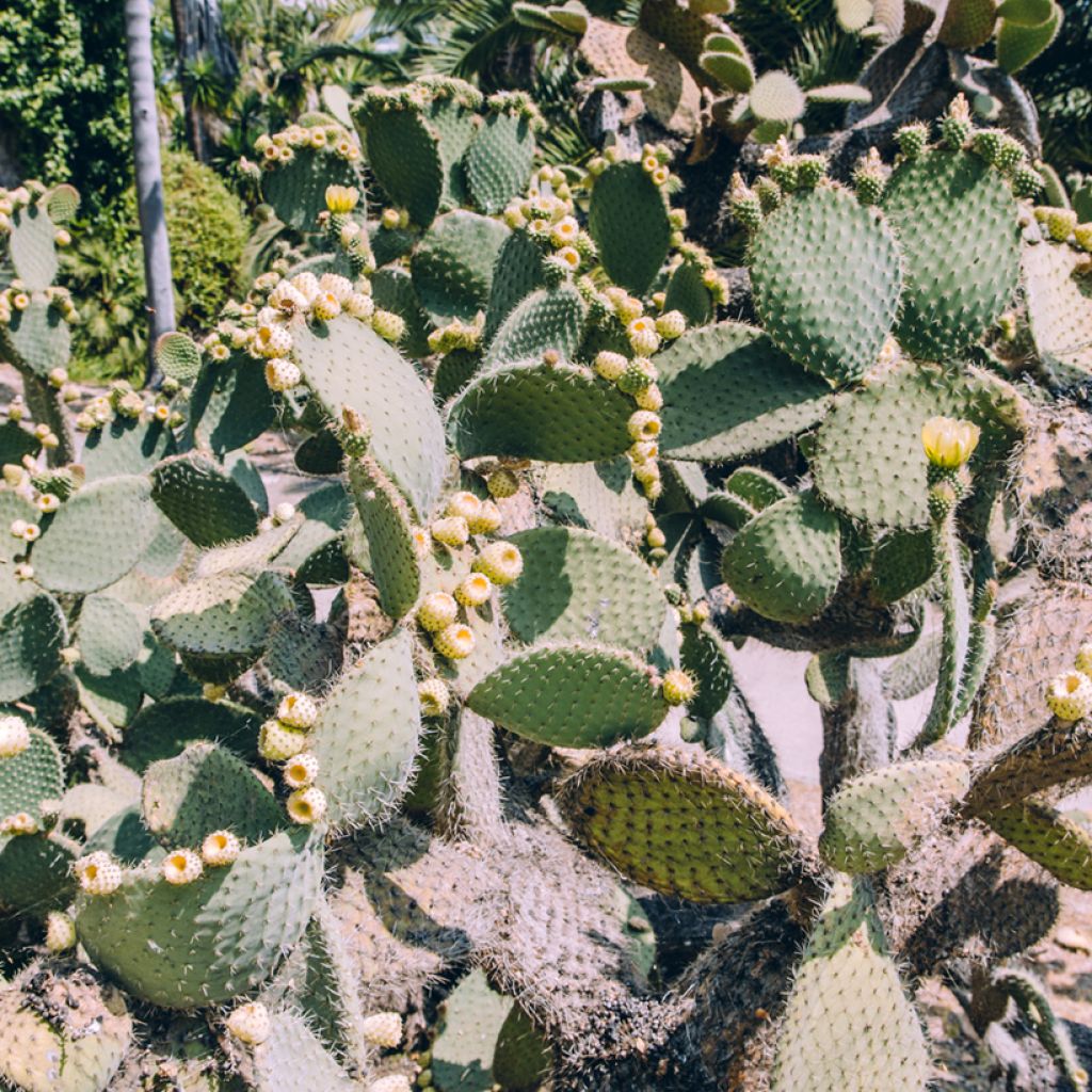 Opuntia bergeriana
