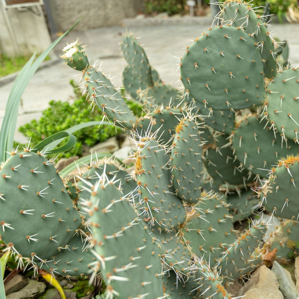 Opuntia engelmannii - Cacto-orelha-de-coelho