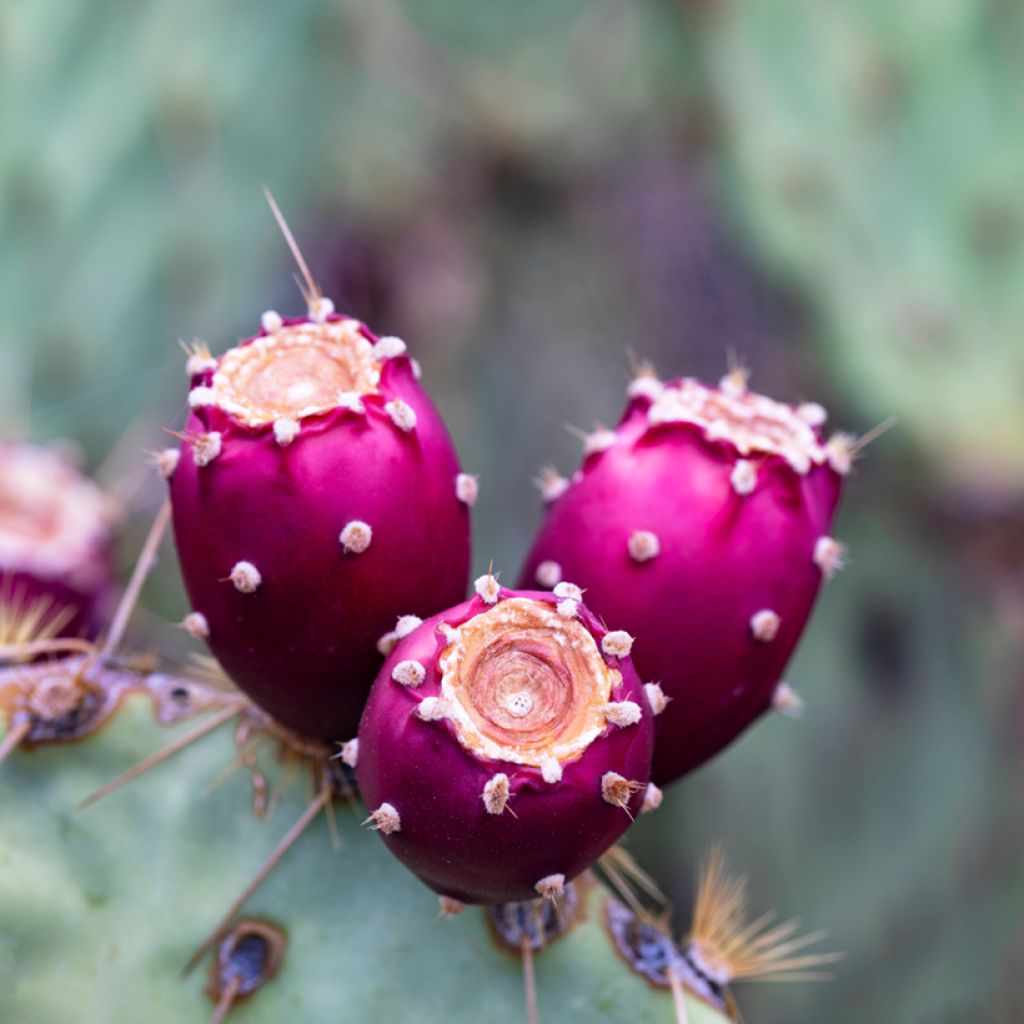 Opuntia engelmannii - Cacto-orelha-de-coelho
