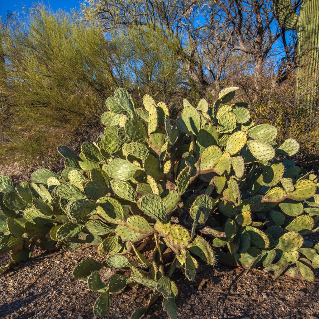 Opuntia engelmannii - Cacto-orelha-de-coelho