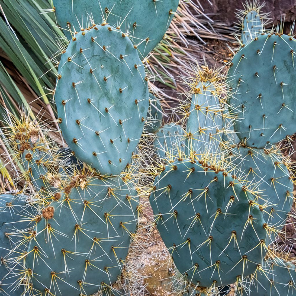 Opuntia engelmannii var. lindheimeri