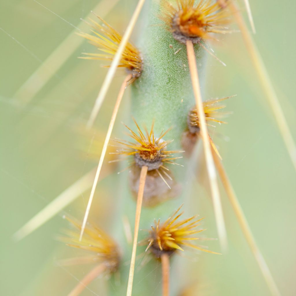 Opuntia engelmannii var. linguiformis