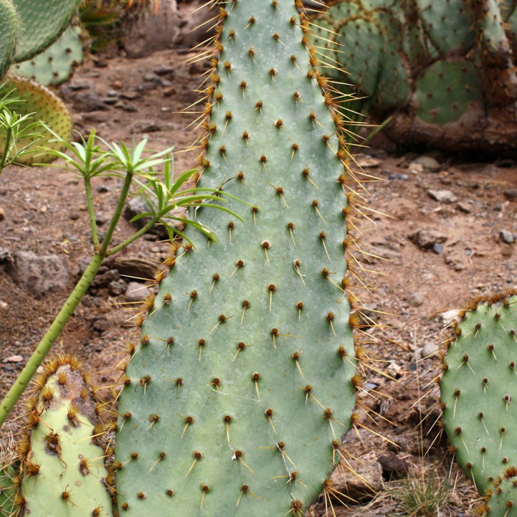 Opuntia engelmannii var. linguiformis