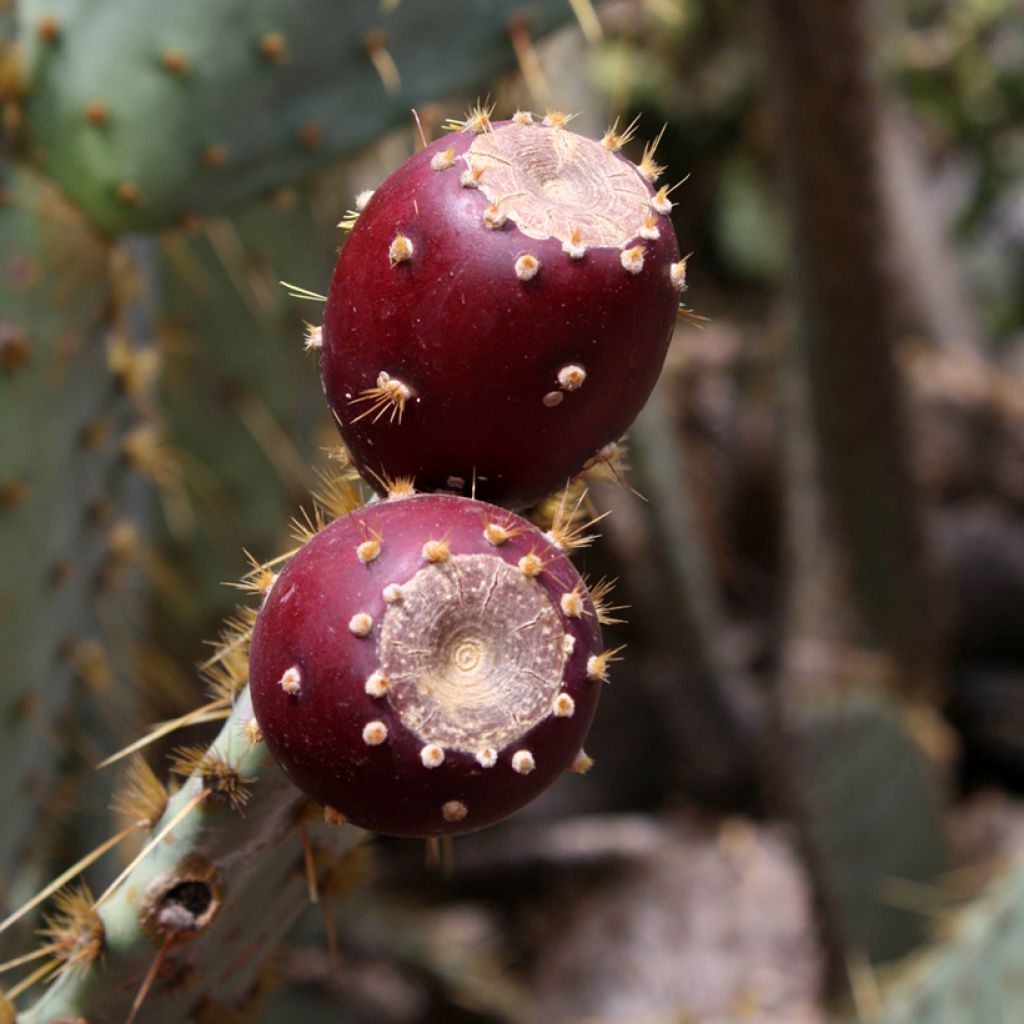 Opuntia engelmannii var. linguiformis