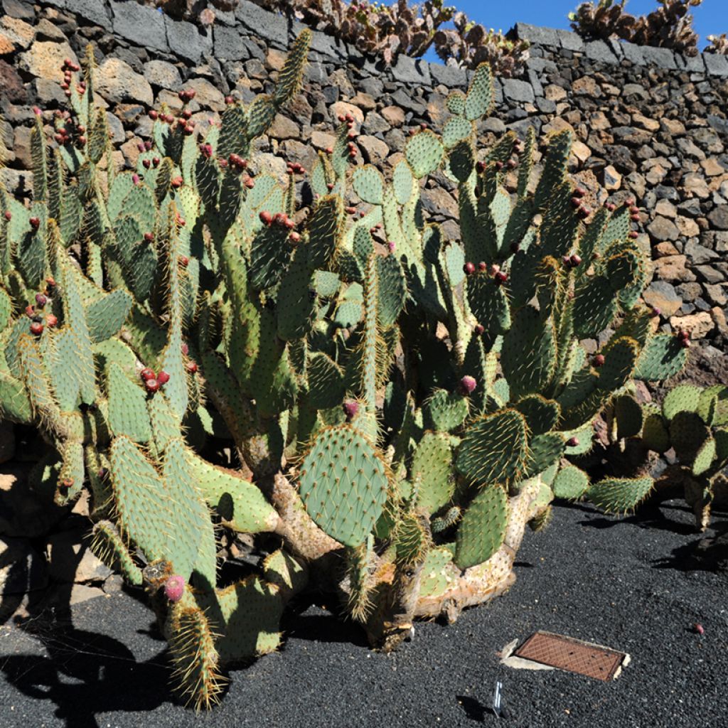 Opuntia engelmannii var. linguiformis