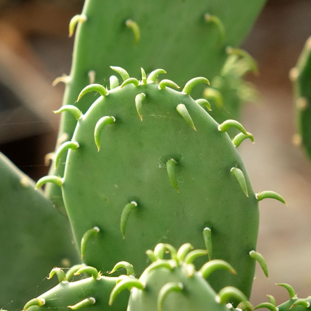 Opuntia laevis