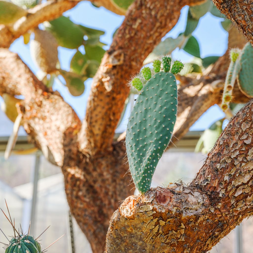 Opuntia leucotricha