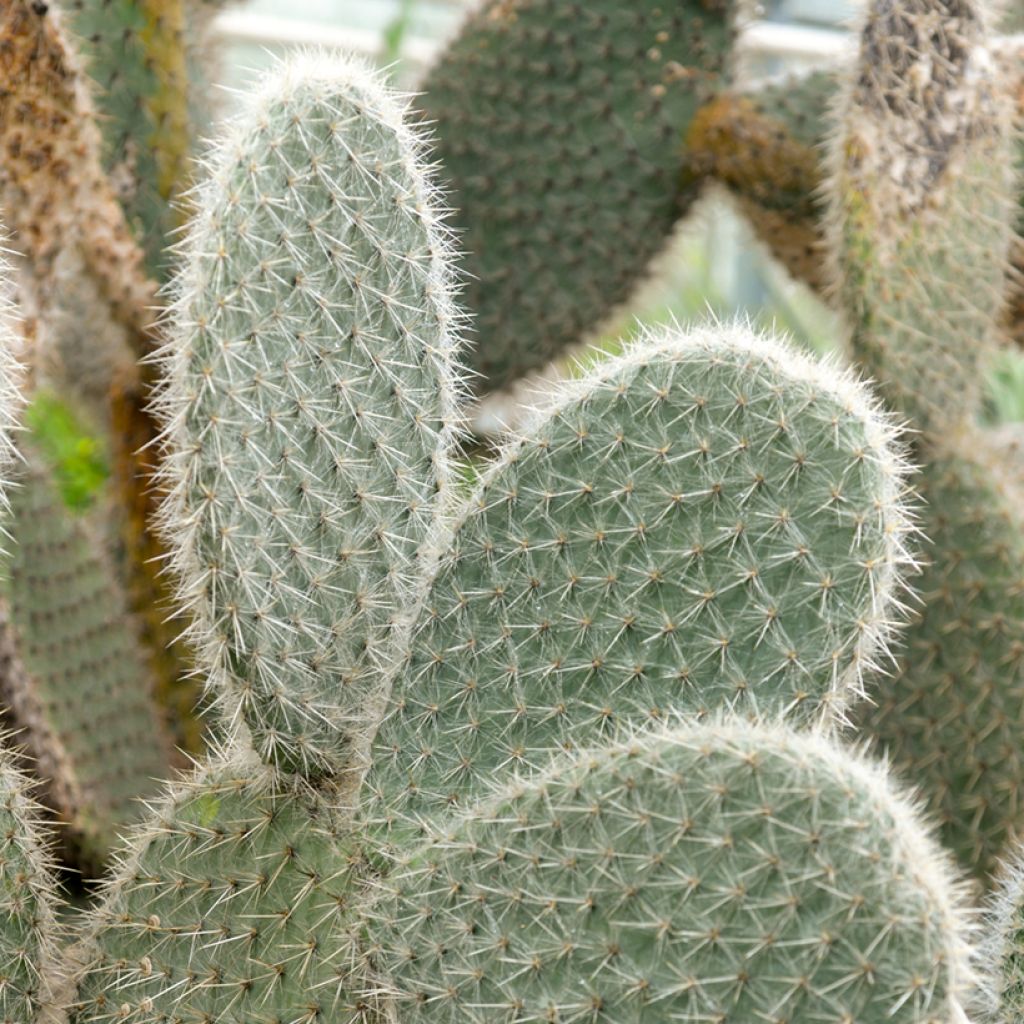 Opuntia leucotricha
