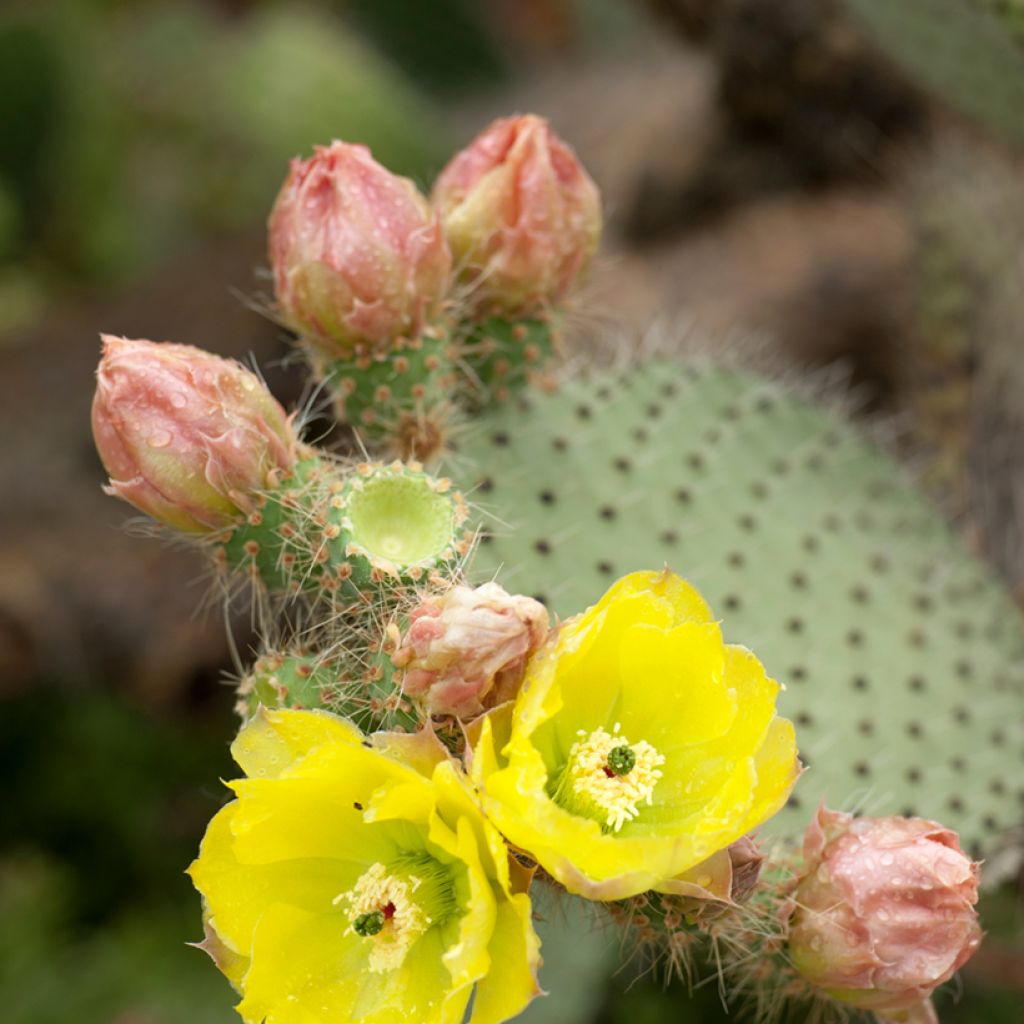 Opuntia leucotricha