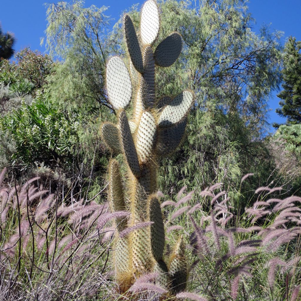 Opuntia leucotricha