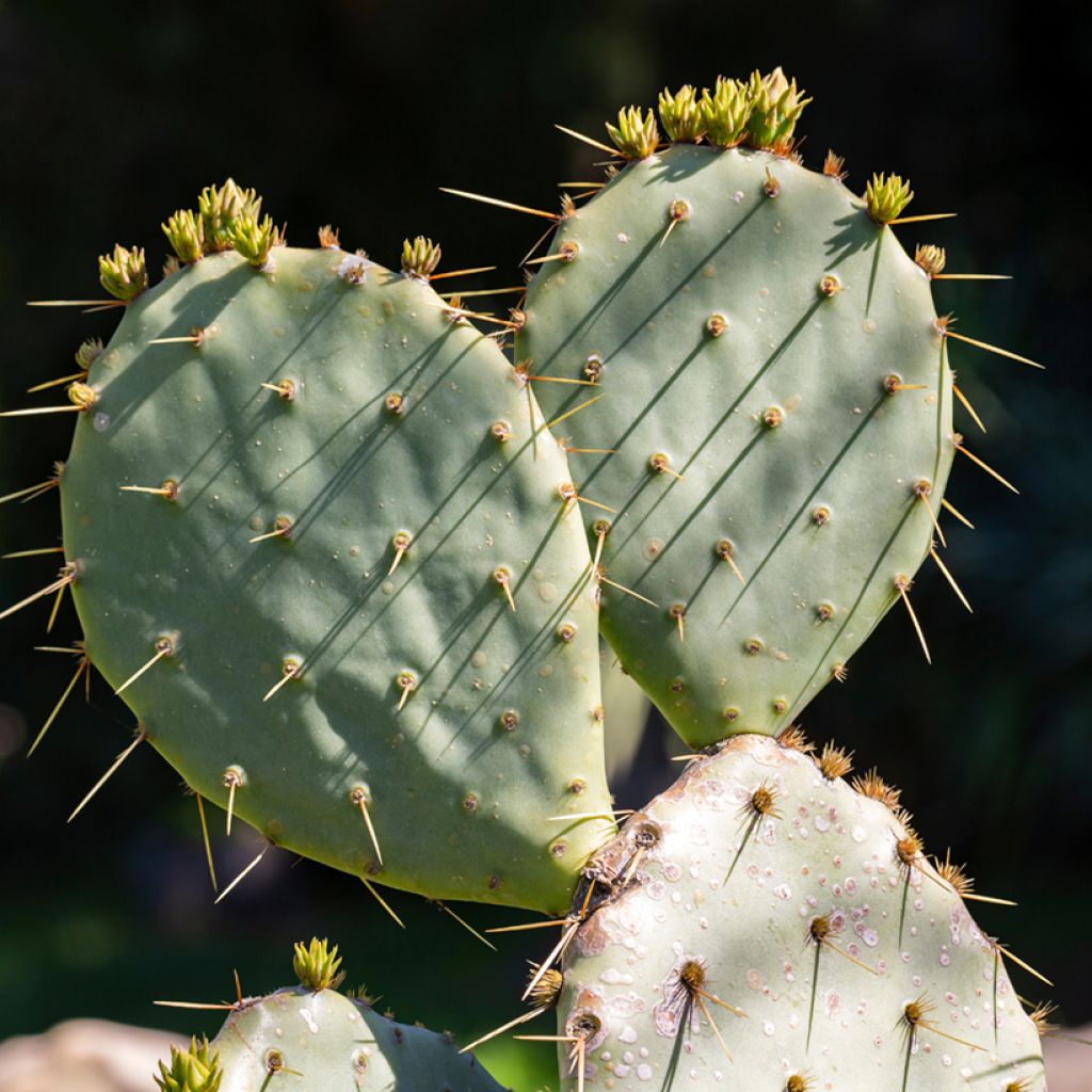 Opuntia leucotricha